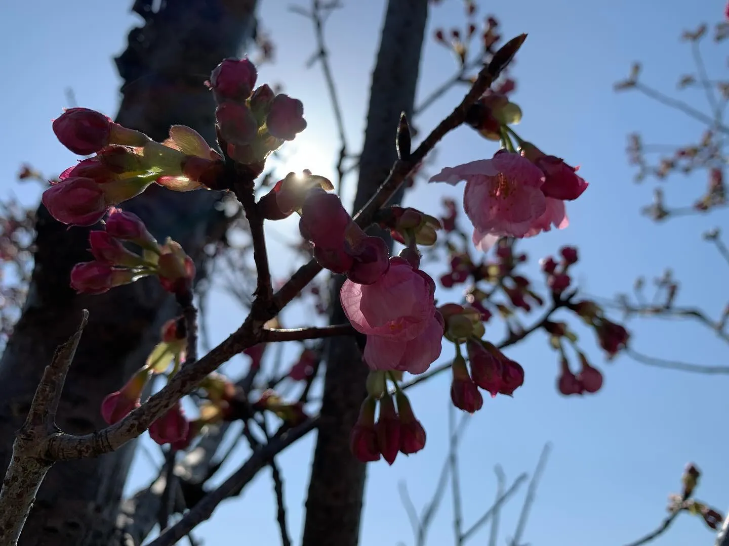 近くの公園の桜が、咲き始めていました🌸